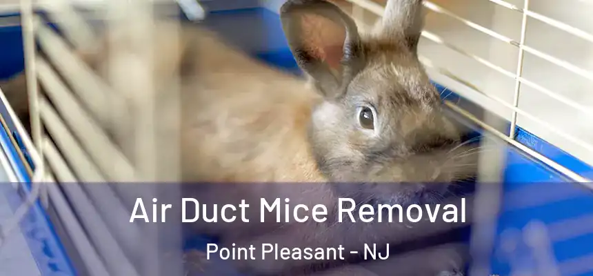  Air Duct Mice Removal Point Pleasant - NJ